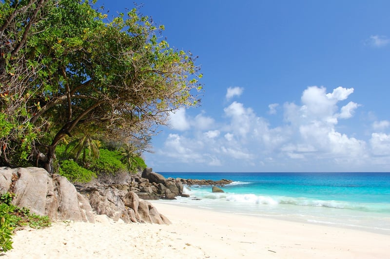 Caribbean-Indian Mix